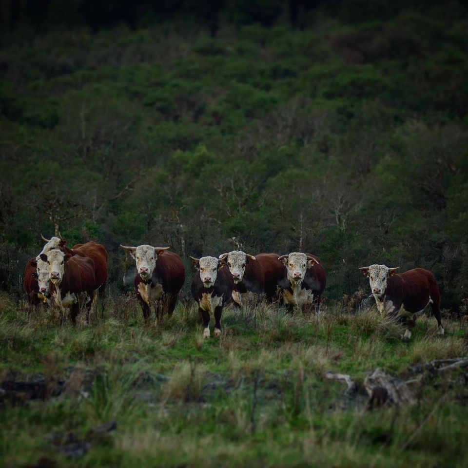 Cows